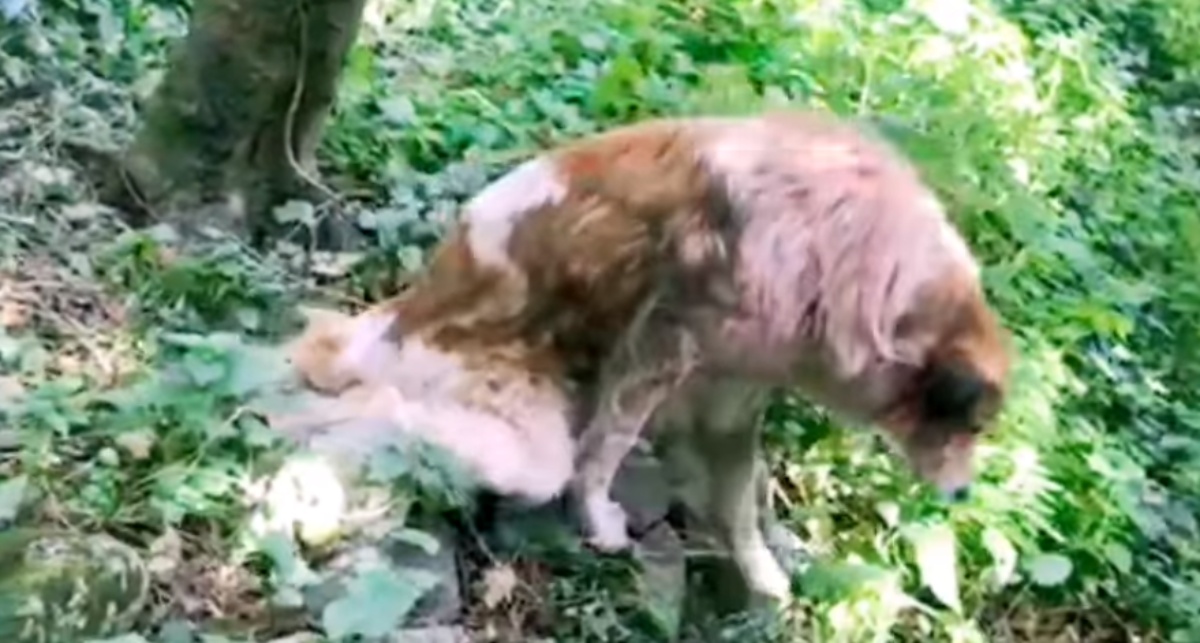 Cane paralizzato gettato in un tombino, si è aggrappato con le unghie per non cadere nell’acqua