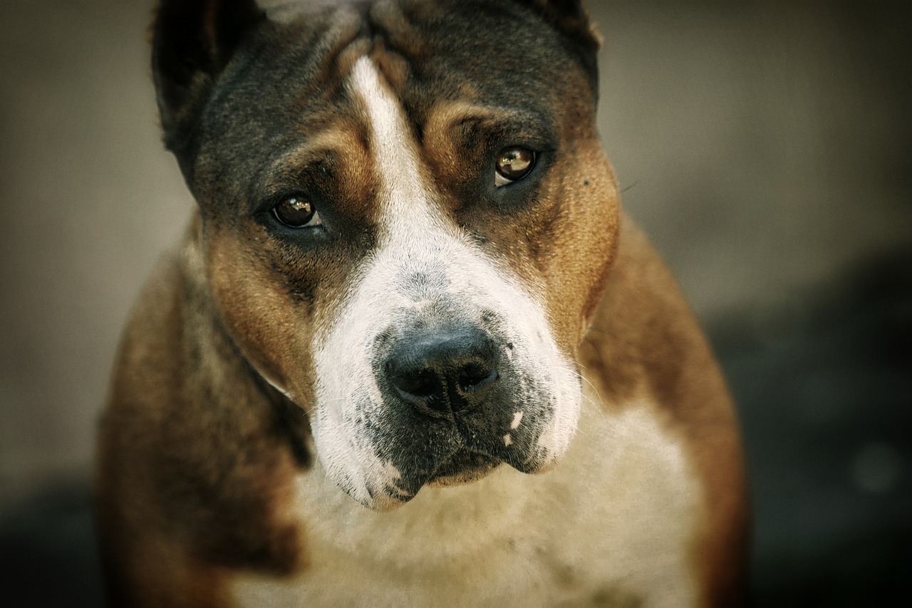 cane piange nella fogna