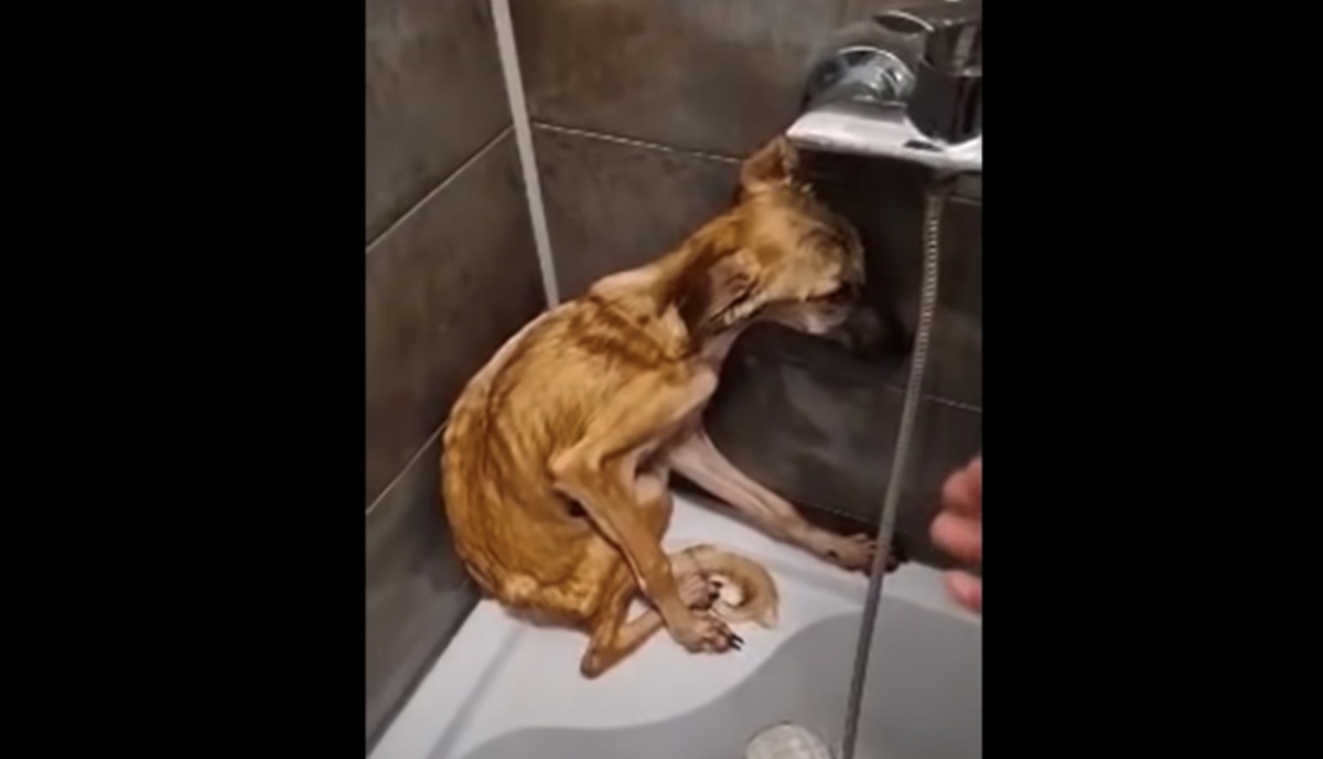 La storia di un cane randagio