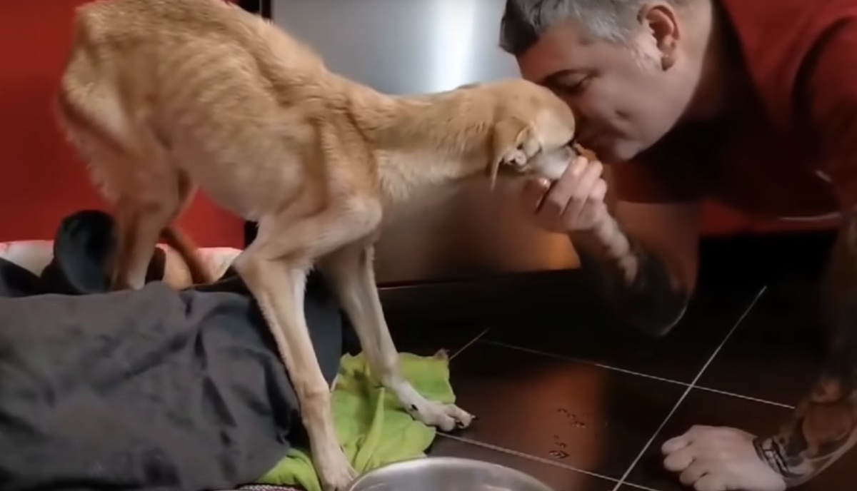 Il cane pelle e ossa che vagava per le strade, oggi ha qualcosa da dire al suo nuovo papà
