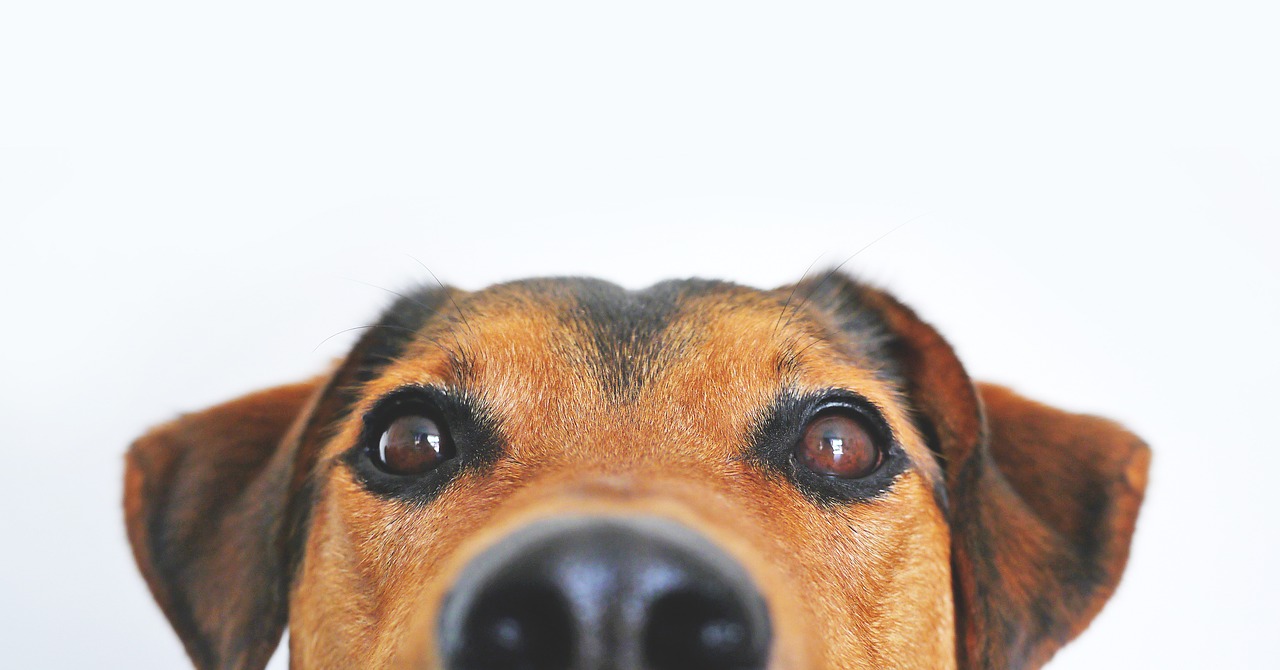 Cane randagio lavora al distributore