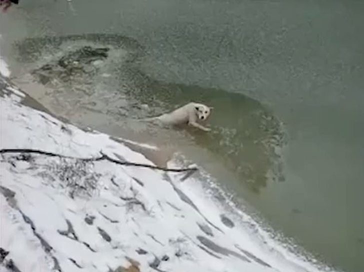 Cucciolo di strada intrappolato nel lago