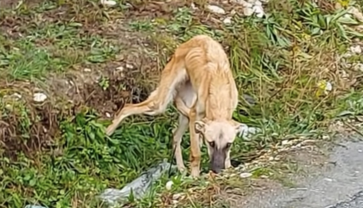 La storia di un cane randagio