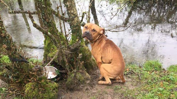 Abbandonato nel mezzo del bosco