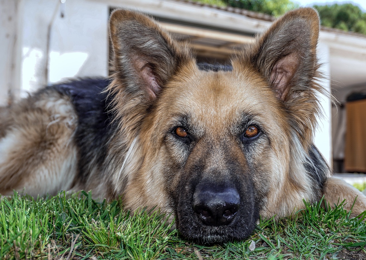 Cane di razza pastore tedesco