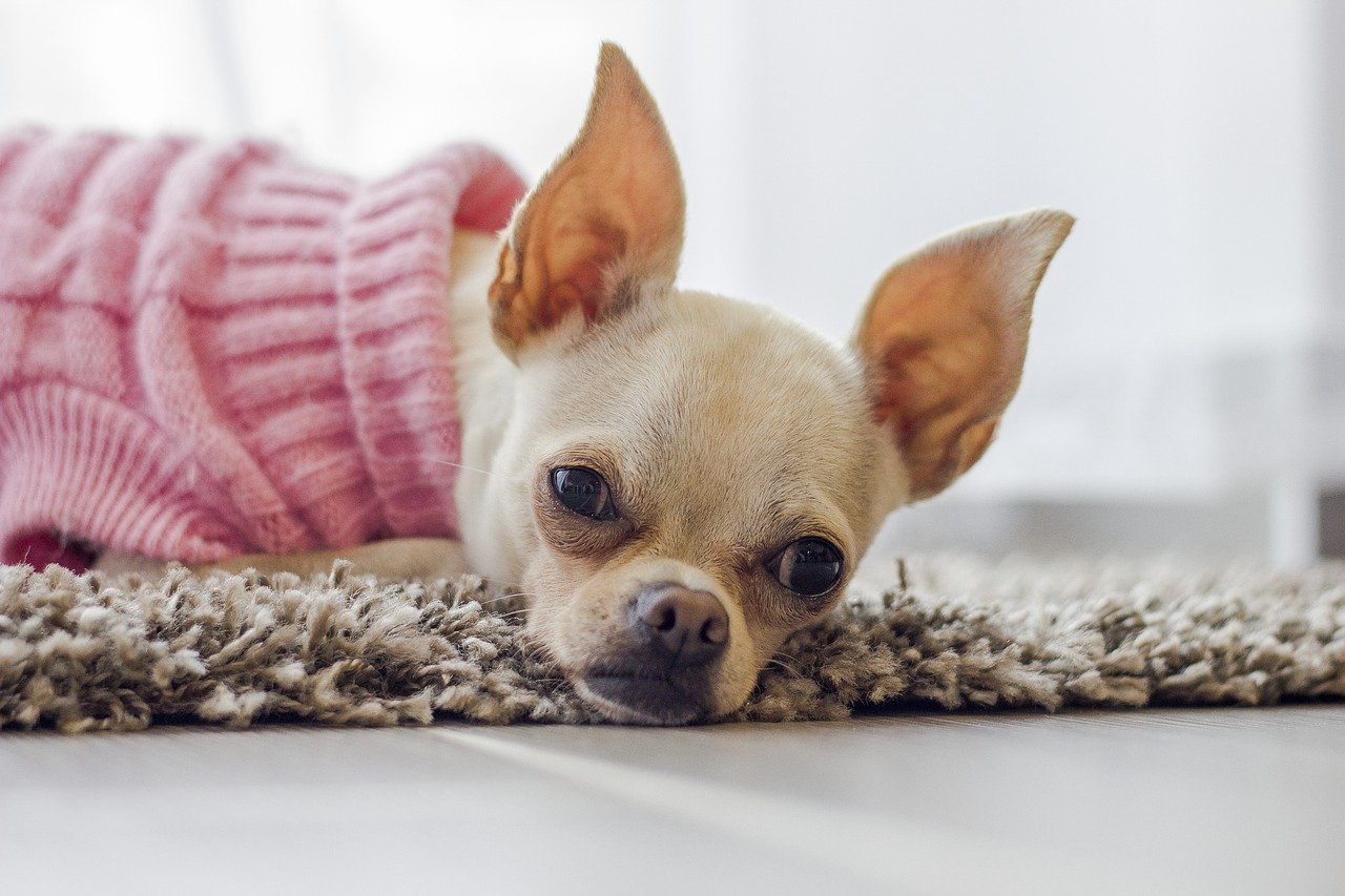 Chihuahua vaccinato
