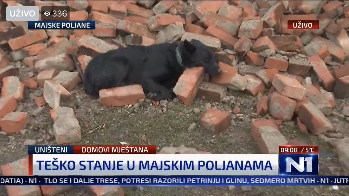Terremoto Croazia: cane veglia le macerie della sua casa