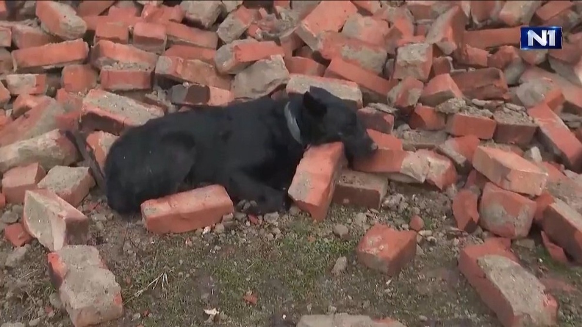 Terremoto, cane veglia le macerie della sua casa: lo straziante video