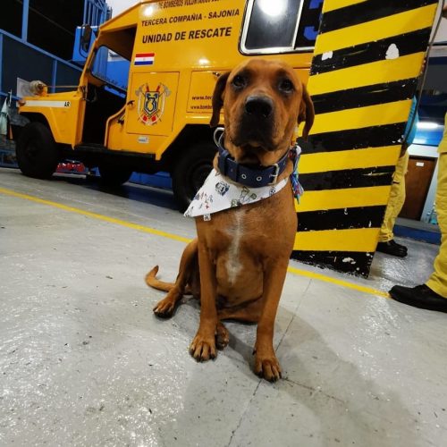 Ouro Tercerino cucciolo pompiere