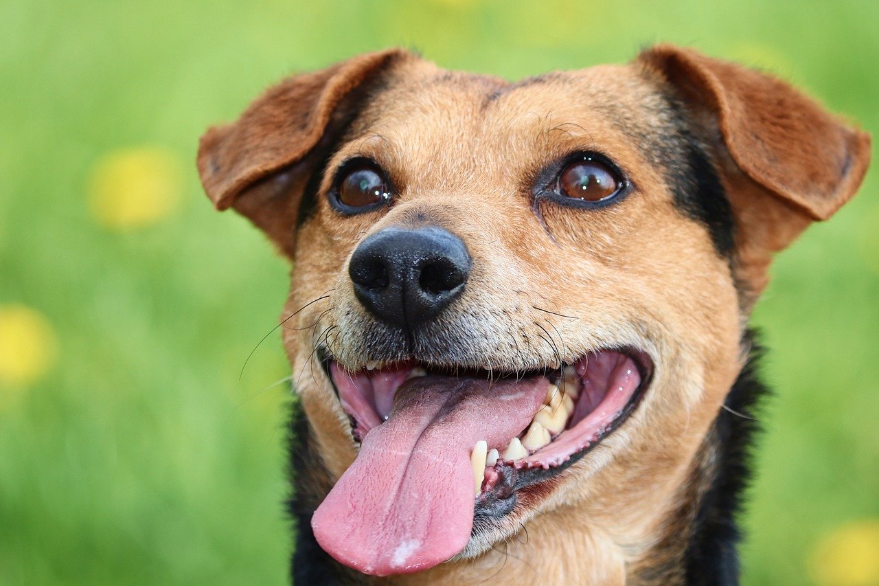 cane vuole giocare a palla