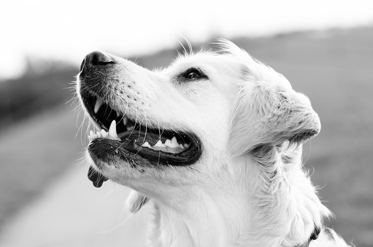 cane di quartiere libero accudito