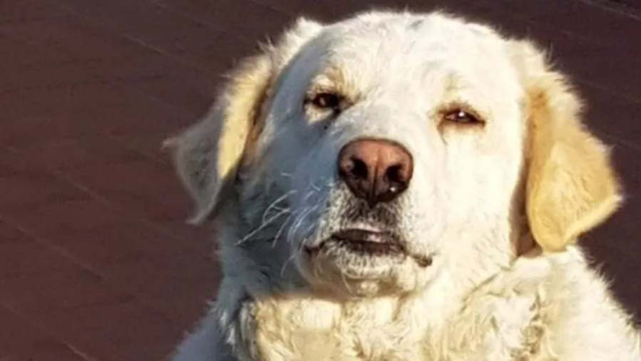 Carmelina il cucciolo salvato in strada