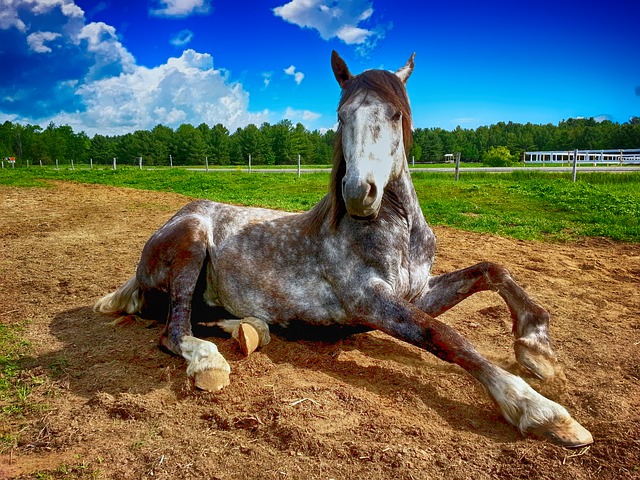 cavallo equitazione