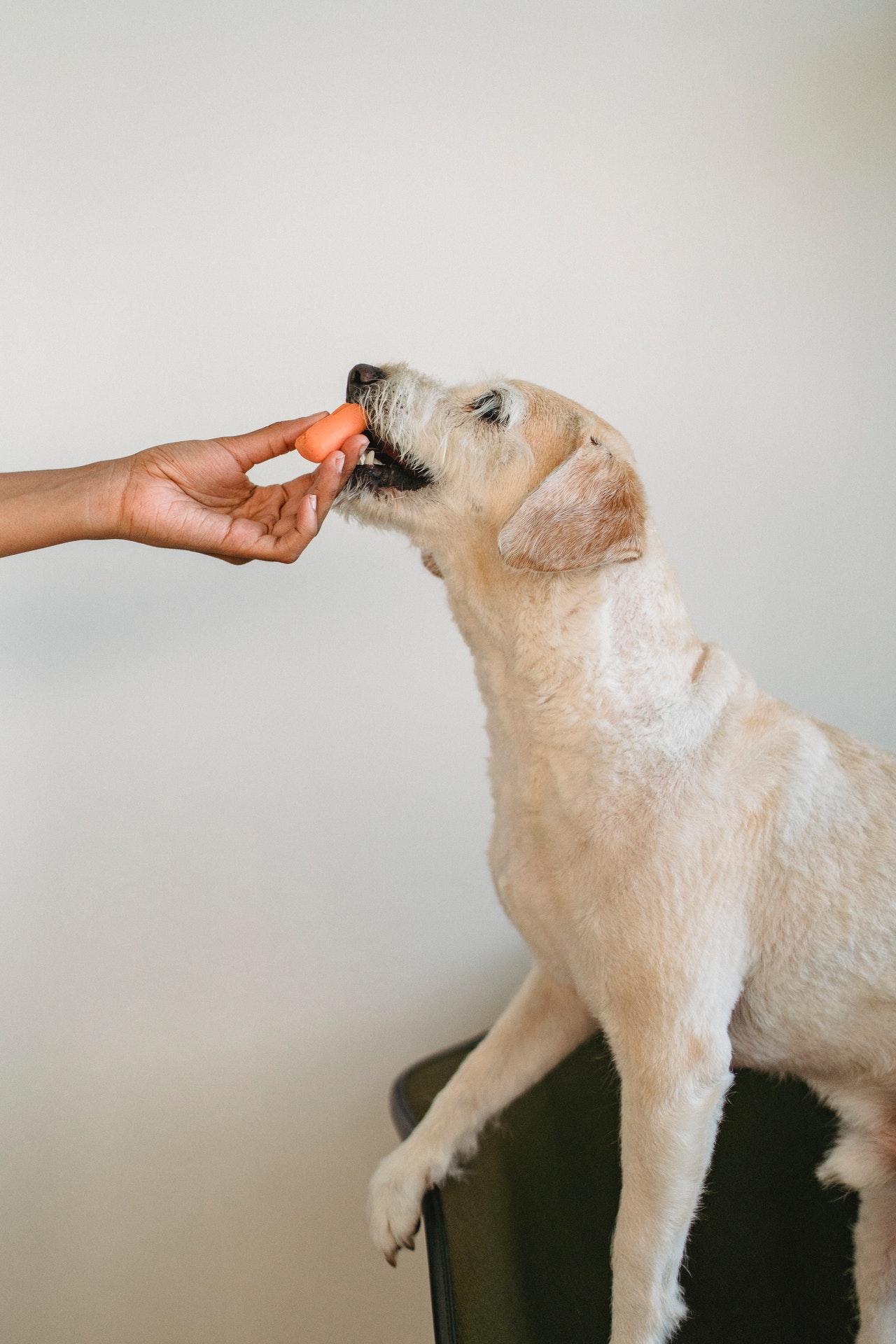 cibo-per-cani