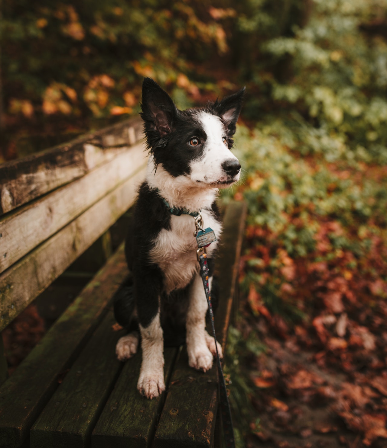 come - accarezzare-un-cane