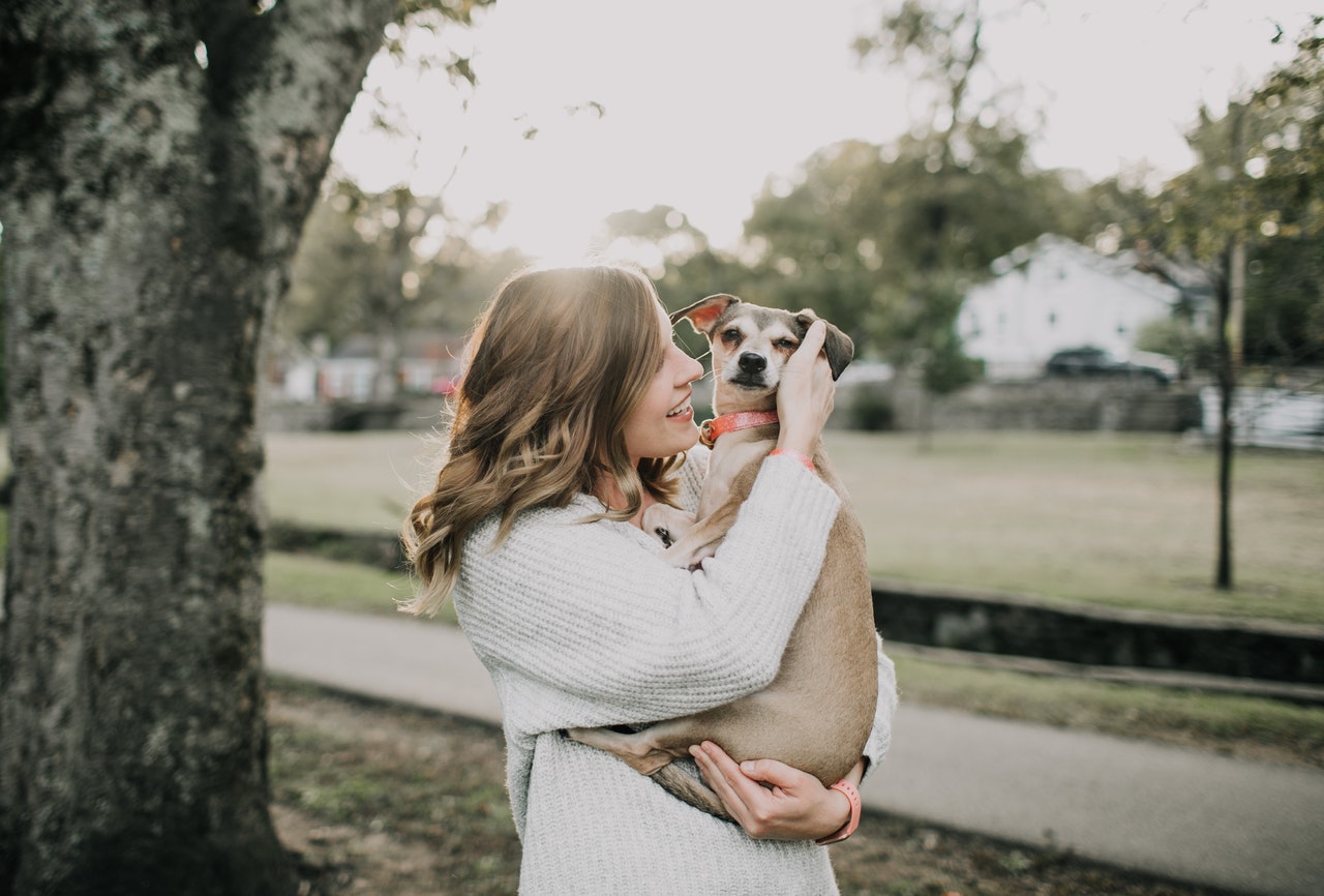 Come accarezzare un cane senza dargli fastidio: tutti i consigli