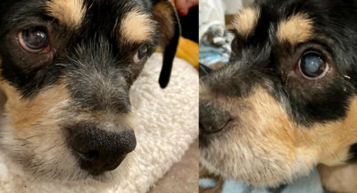 Se la sua proprietaria avesse parlato, questo cucciolo ora non sarebbe cieco