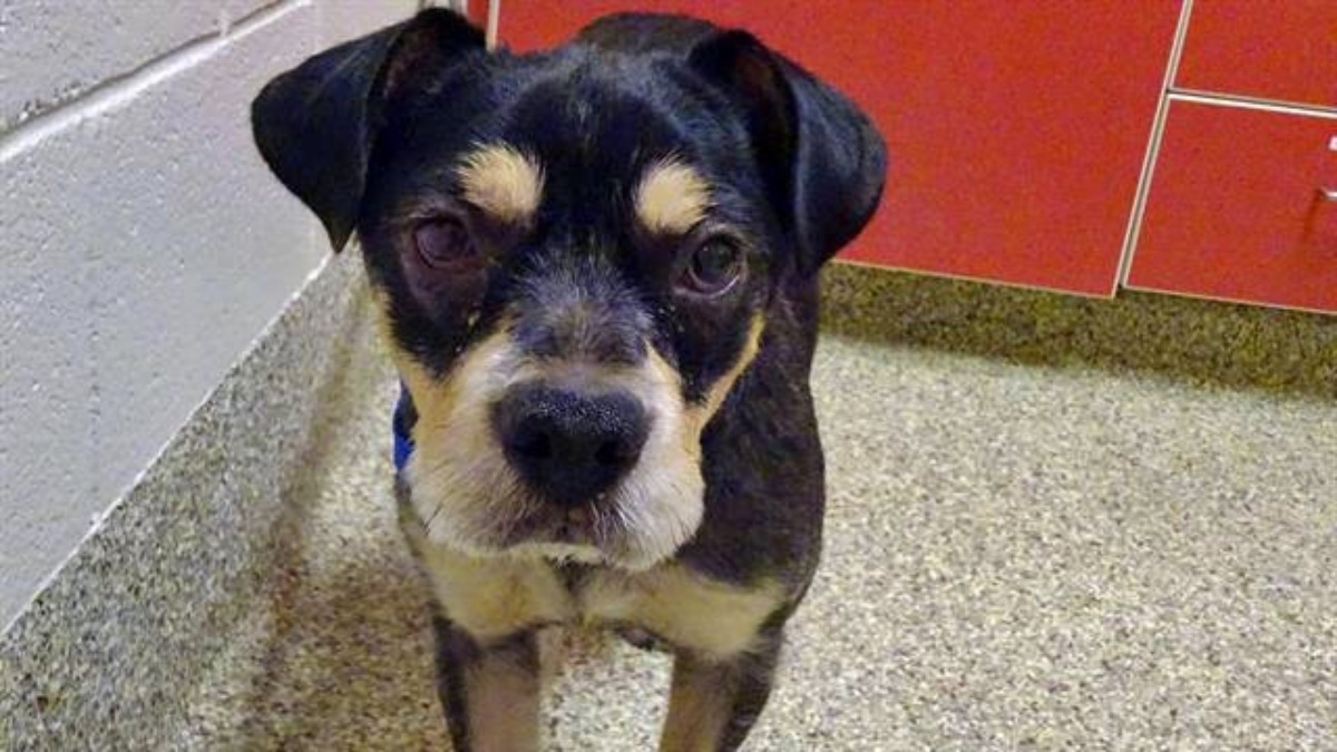 Cooper, il cane vittima di maltrattamenti