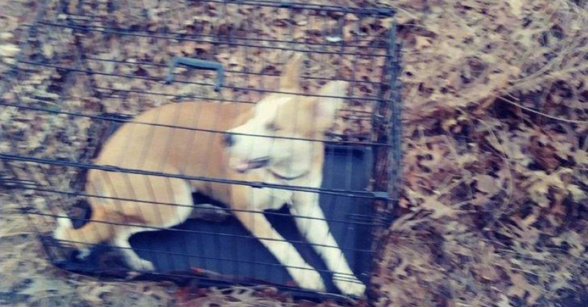 Cucciola husky abbandonata chiusa in una gabbia nel mezzo di una foresta aveva il destino segnato