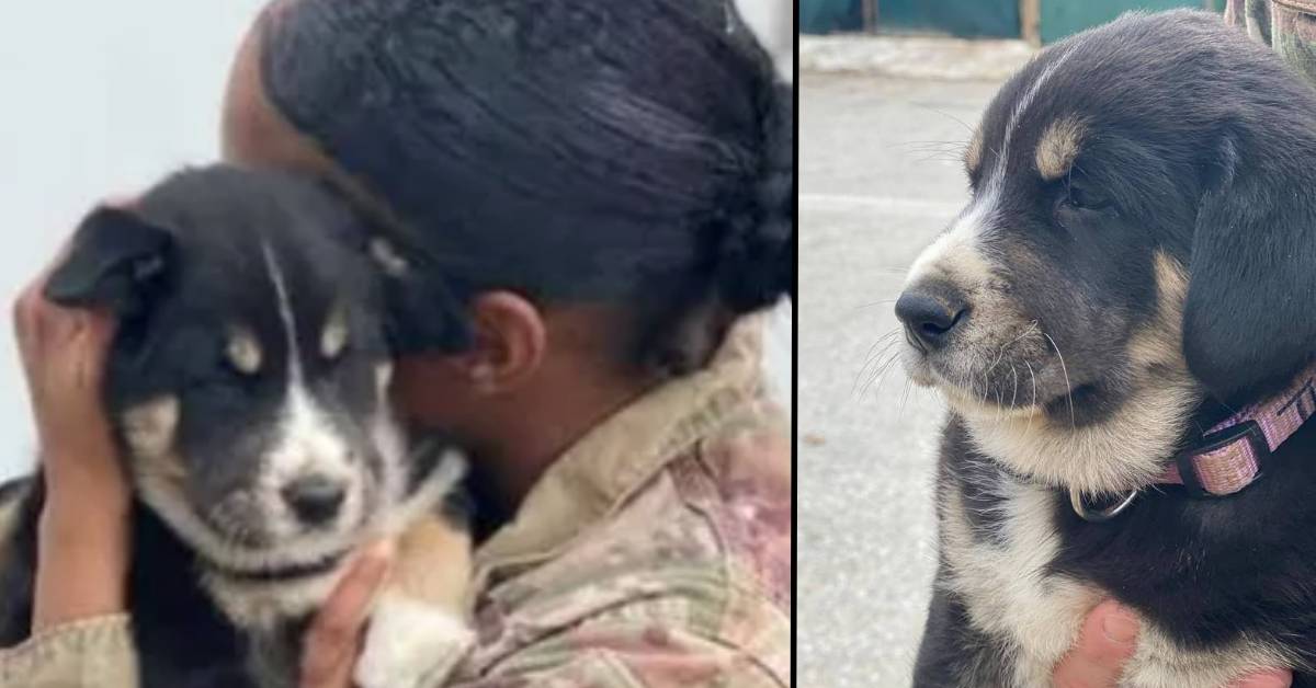 Cuccioli portati via: la mamma si dispera e una soldatessa cerca di consolarla. Pochi mesi dopo la donna è costretta a tornare nel suo paese e non gli fanno portare con se la cagnolina. Cosa ha fatto