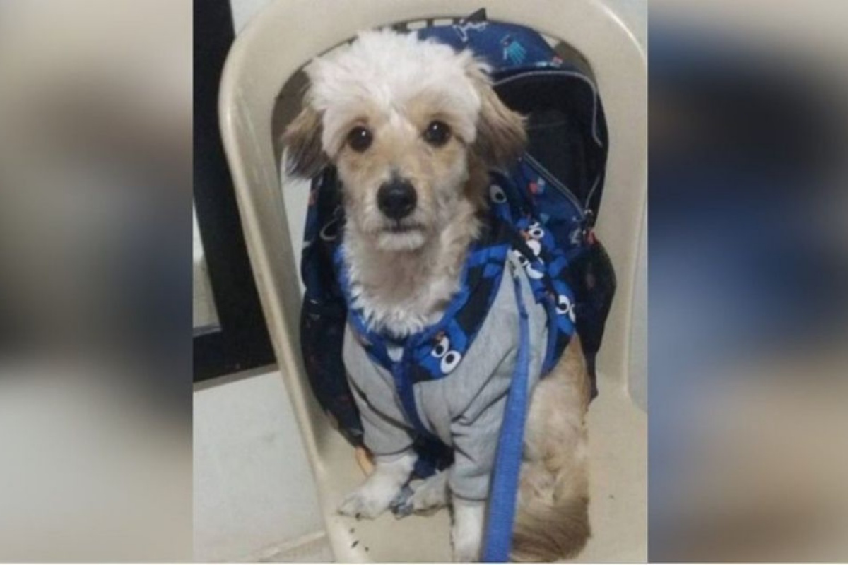 Donna trova un cucciolo abbandonato: vicino a lui c’era il suo gioco e anche il libretto del medico