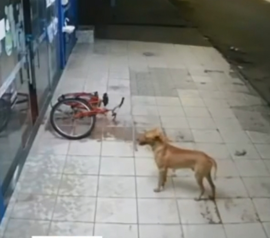 Cane aspetta fuori dal negozio