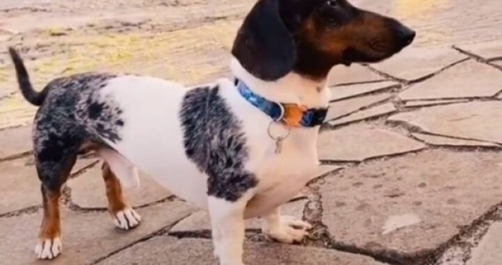 Cucciolo di bassotto diventa una star su TikTok per una particolarità del suo pelo, guardate com'è quando si gira dall'altra parte