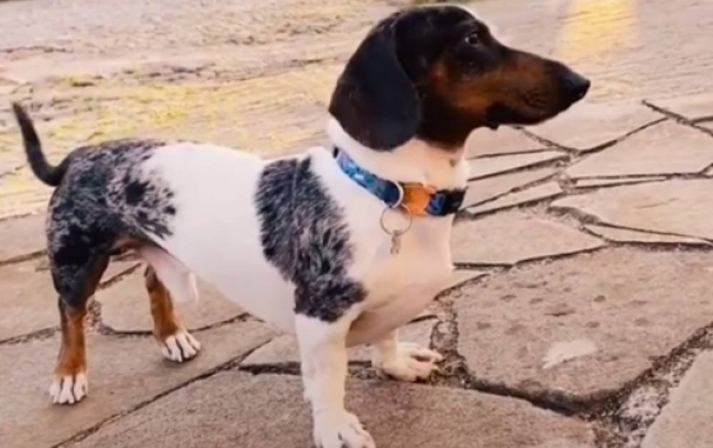 Cucciolo di bassotto diventa una star su TikTok per una particolarità del suo pelo, guardate com’è quando si gira dall’altra parte