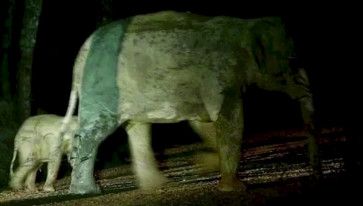 Soccorritore salva un cucciolo di elefante