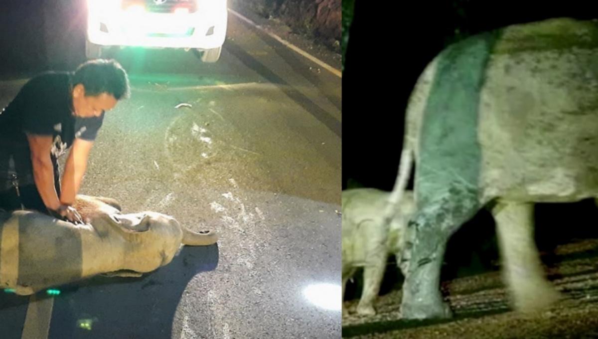 Soccorritore salva un cucciolo di elefante