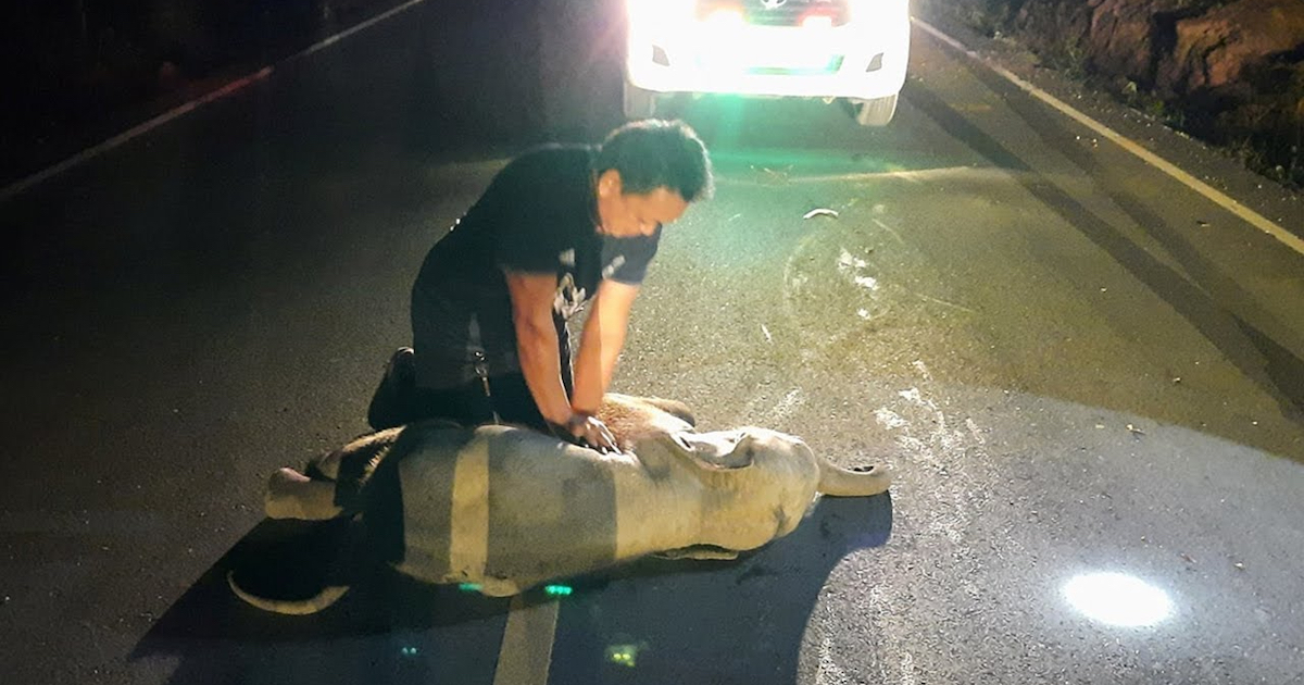 Soccorritore salva un cucciolo di elefante