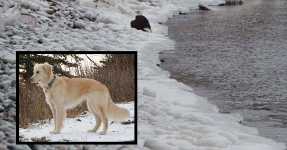 Cucciolo di Golden Retriever nota che il povero animale era in difficoltà e decide di intervenire
