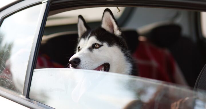 cucciolo di husky siberiano