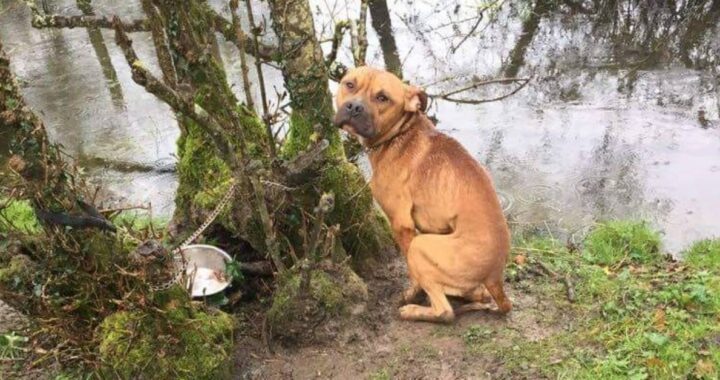 Cucciolo di pitbull trovato incatenato in mezzo al nulla era terrorizzato e non si faceva avvicinare. Il suo salvataggio stava per finire male poi la svolta