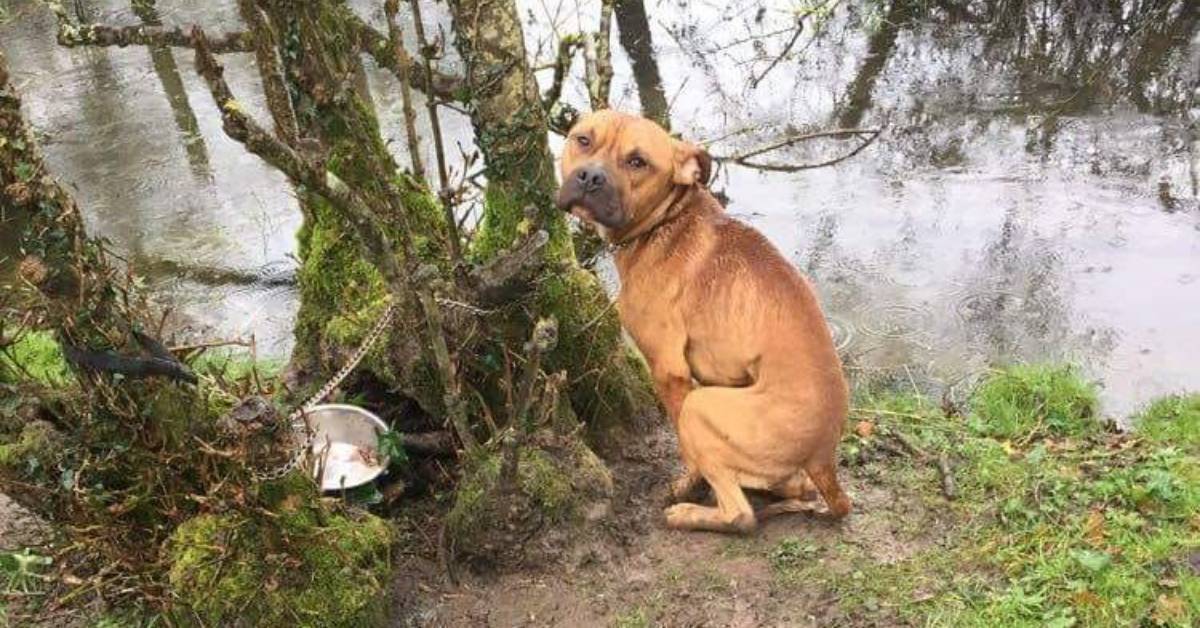 Cucciolo di pitbull trovato incatenato in mezzo al nulla era terrorizzato e non si faceva avvicinare. Il suo salvataggio stava per finire male poi la svolta