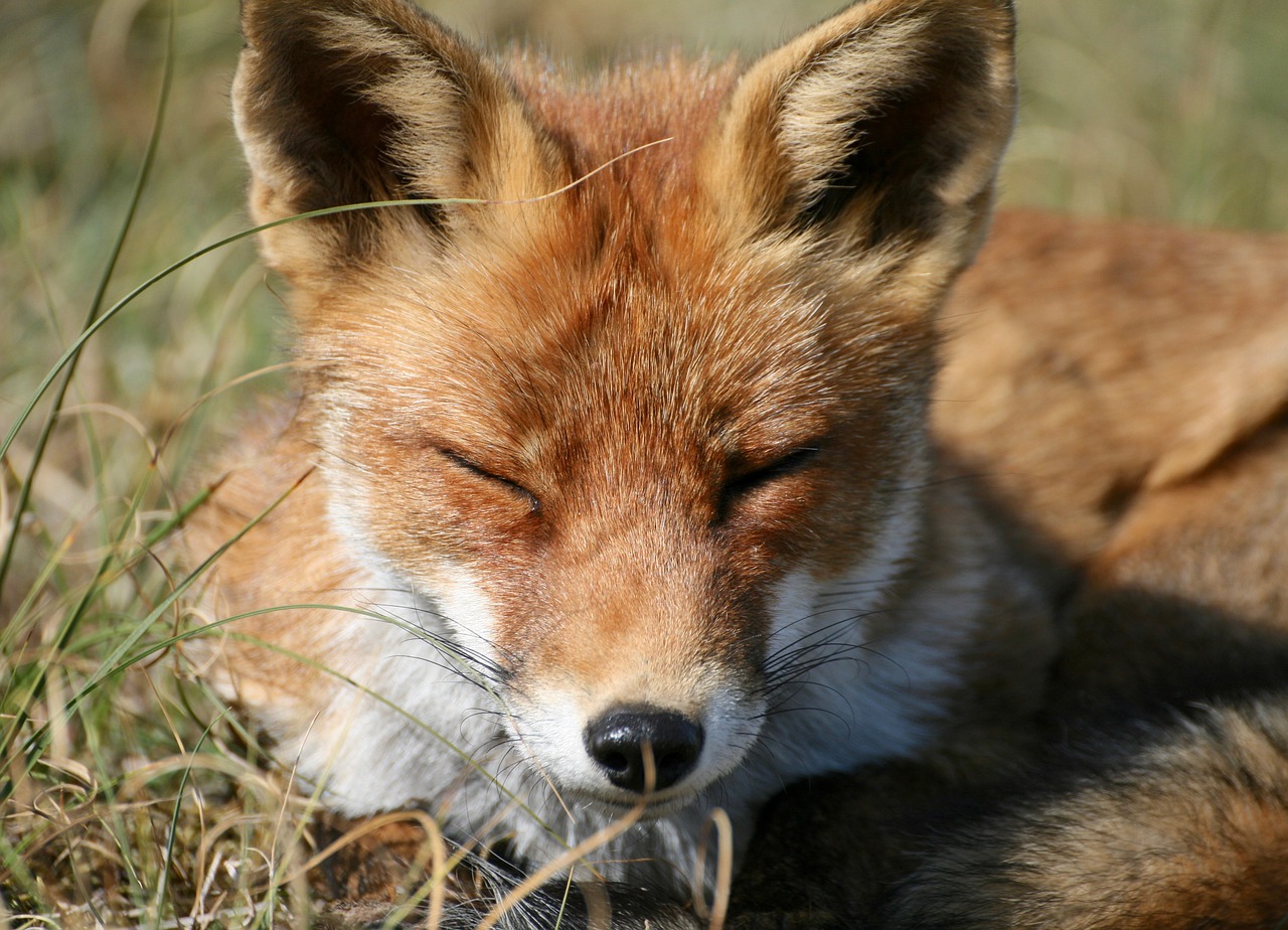 Cucciolo di volpe