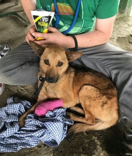 Il cane Sandy è in salvo