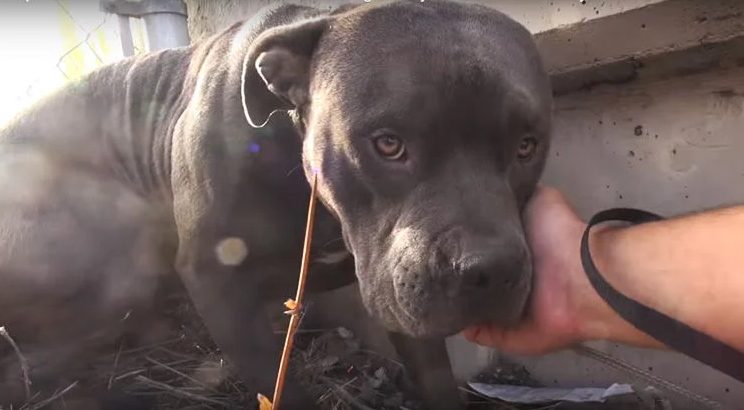 Pit bull marrone salvato nel parco