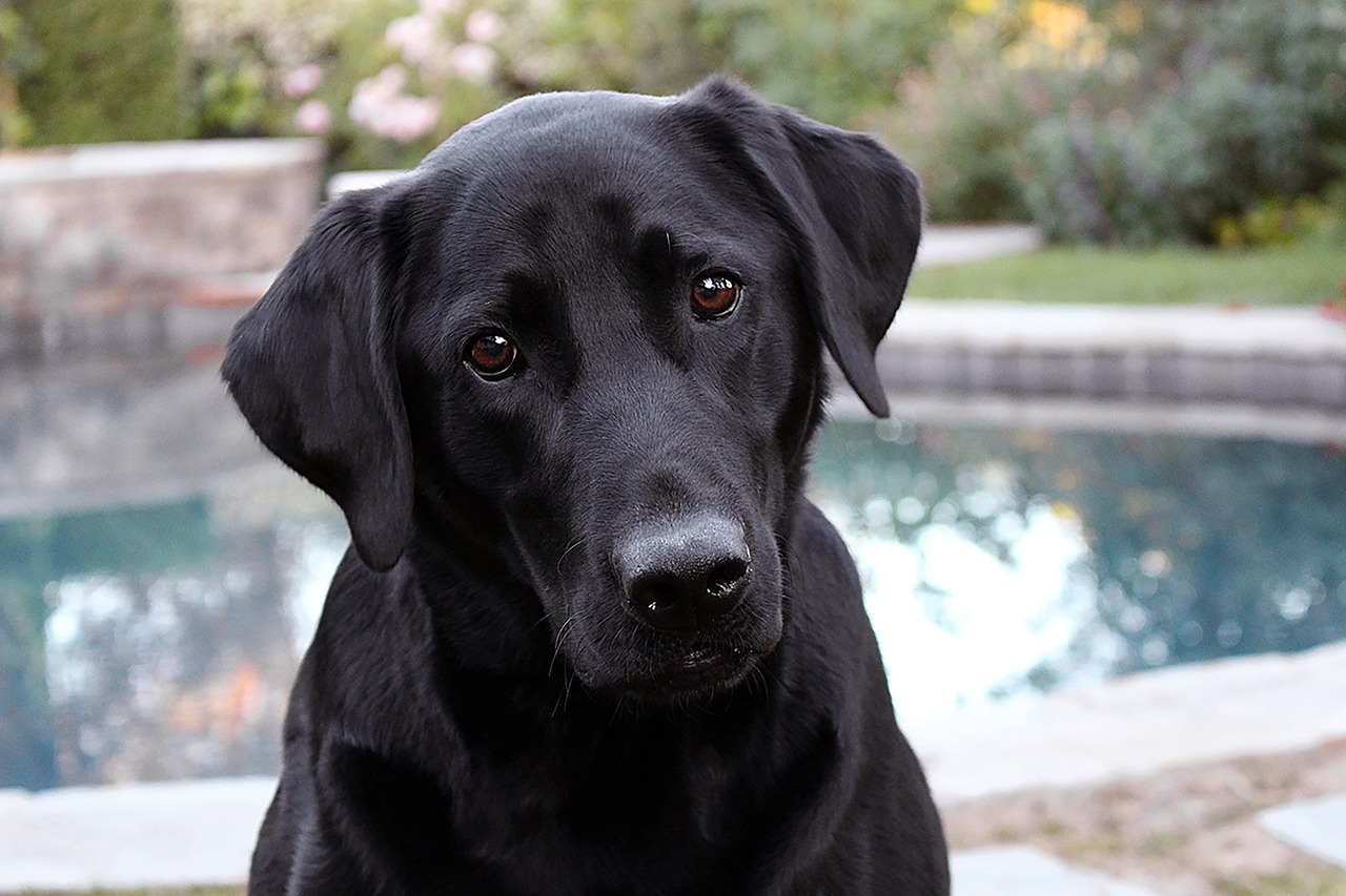 Cane a bordo piscina