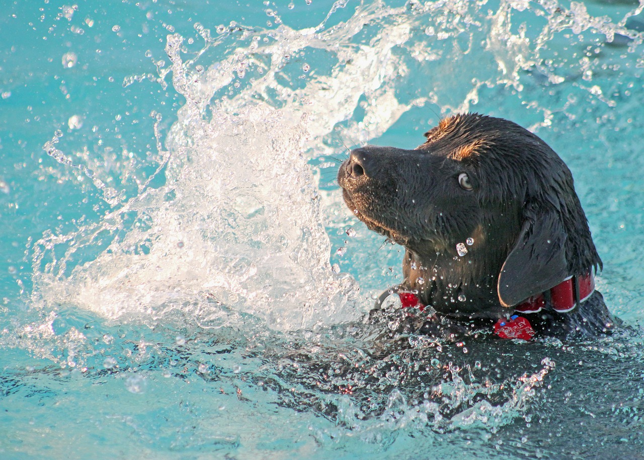 Cane nuota in piscina