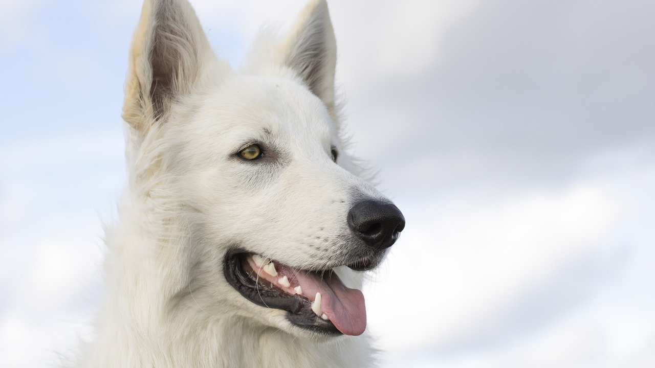 Cucciolo scomparso da 3 anni