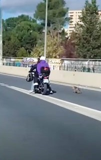 Salvare un cane in mezzo alla strada