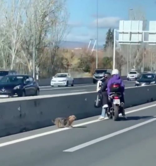 Cane in pericolo in mezzo a una strada