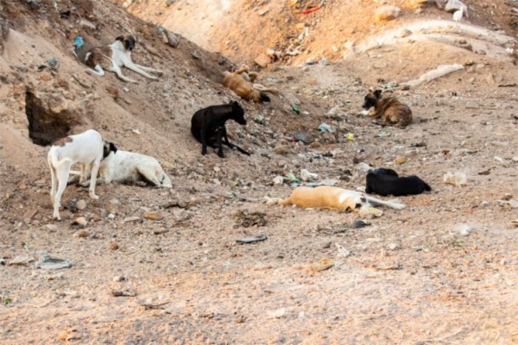 Cani aiutati da Margareth Medeiros