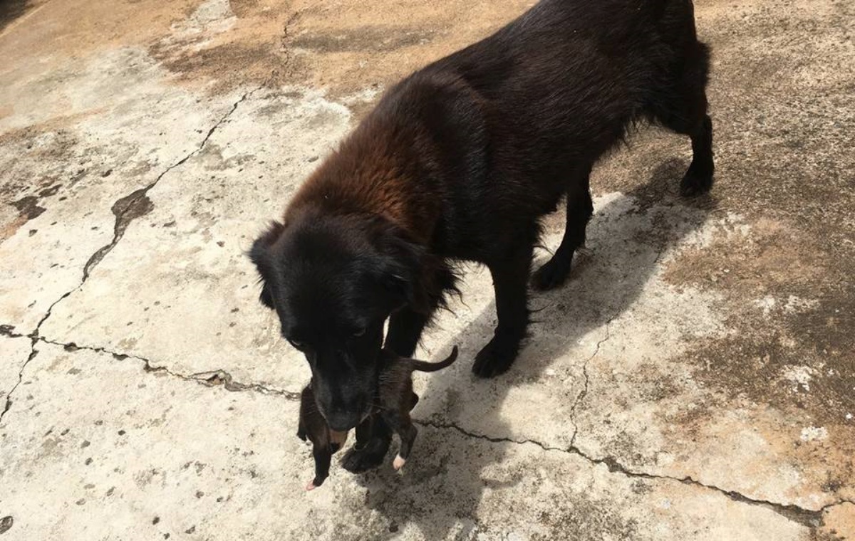 Due cani eroi salvano un cagnolino appena nato 