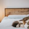 errori-da-evitare-con-i-gatti