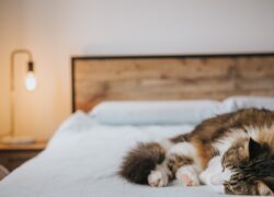 errori-da-evitare-con-i-gatti