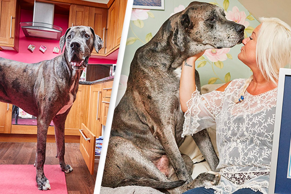 Freddy il cane più alto al mondo, non ce l’ha fatta: il triste messaggio della sua amica umana