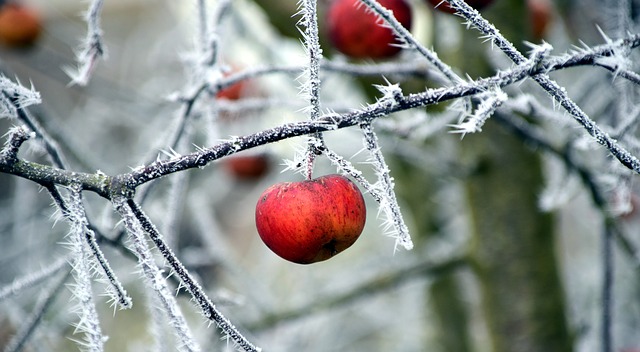 frutta di stagione di dicembre