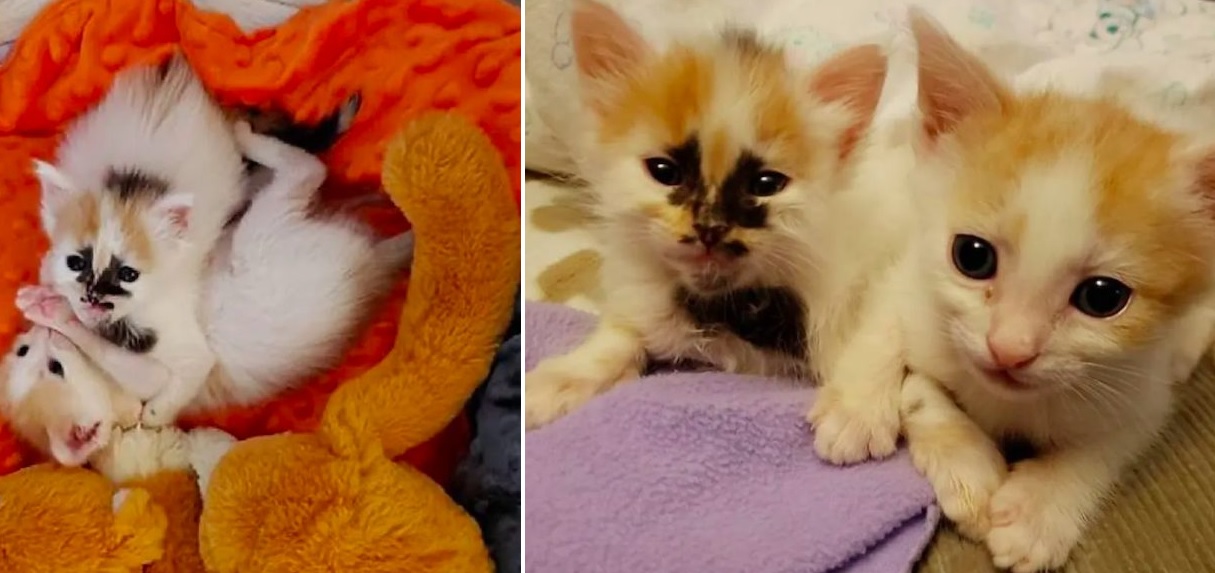 Salvano una gattina randagia poi notano lo strano disegno che aveva in fronte
